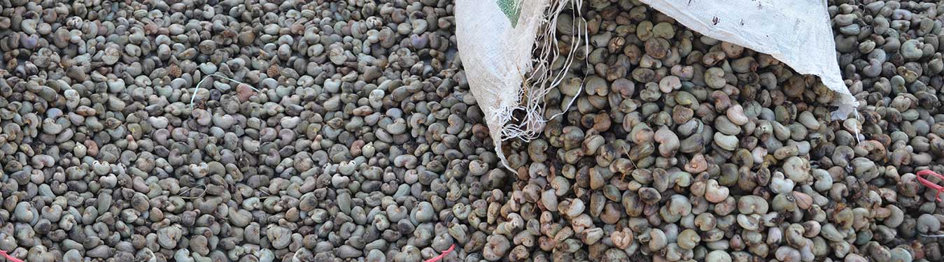 Raw Cashew Nuts Import